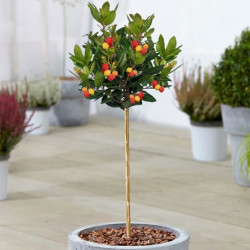 Arbutus Compacta Patio Tree